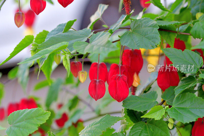 蒂罗尔灯/abutilon megapotamicum 花